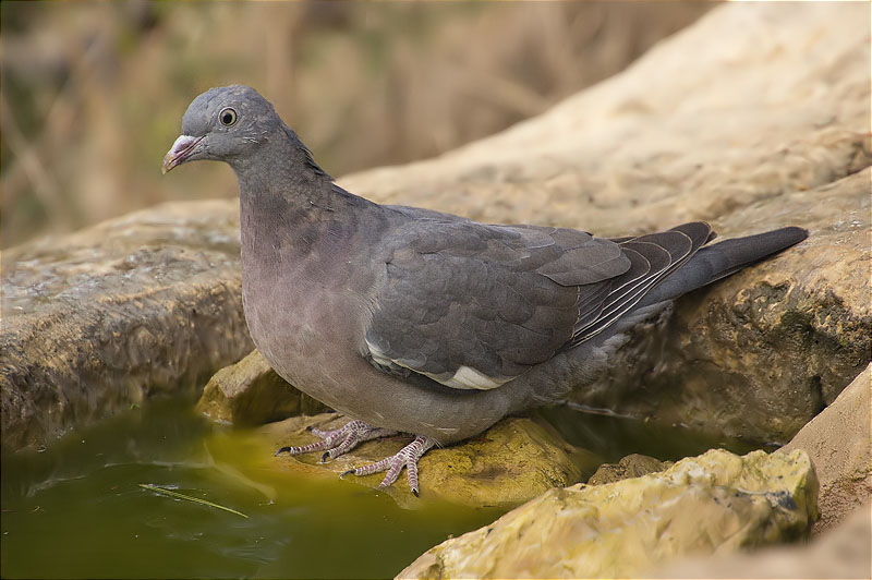 Jove de Tudó (Columba palumbus)