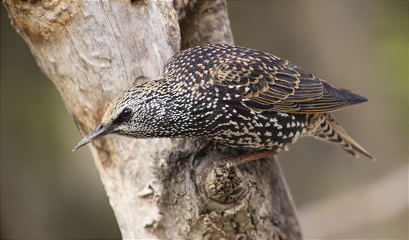 Estornell vulgar (Sturnus vulgaris)