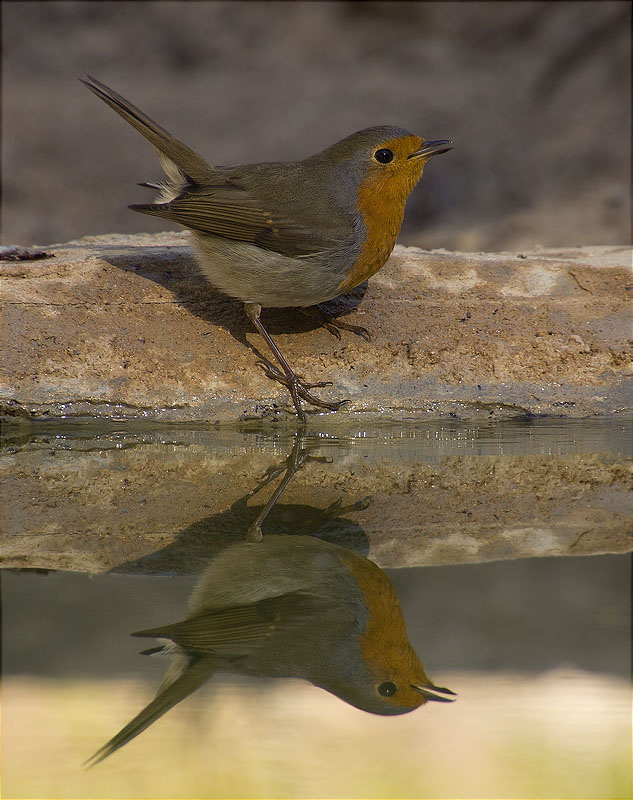 Pit roig (Erithacus rubecola)