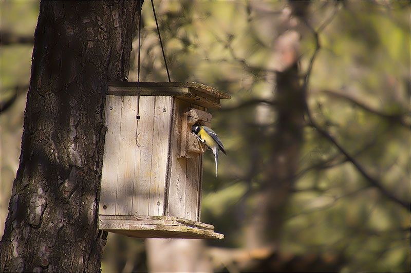 Mallerenga carbonera (Parus major)