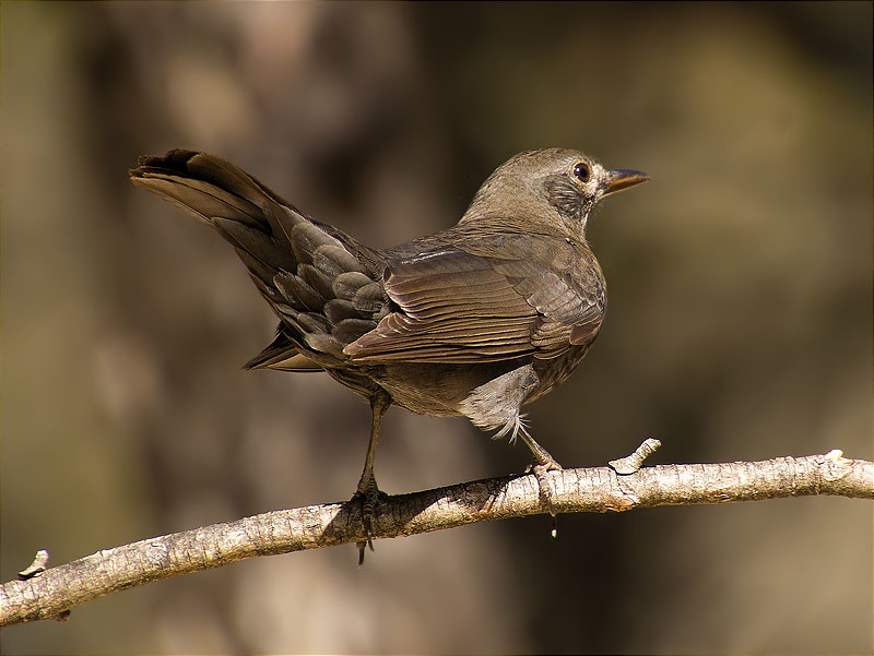 Femella de Merla (Turdus merula)