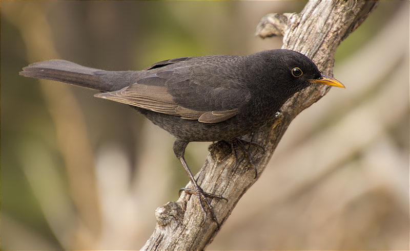 Merla (Turdus merula)