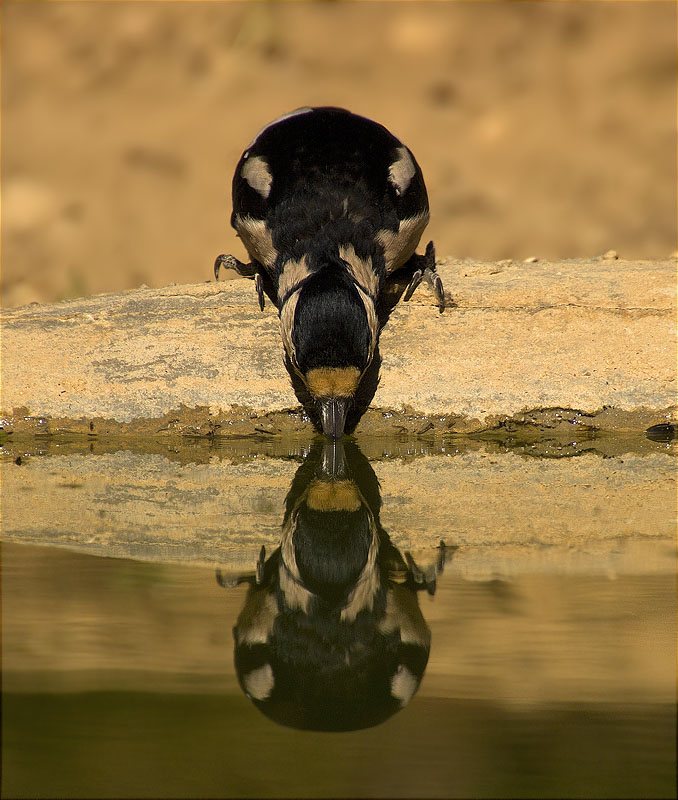 Femella de Picot garser gros (Dendrocopos major)