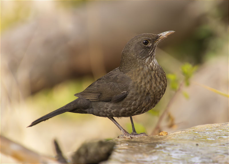 Femella de Merla (Turdus merula)