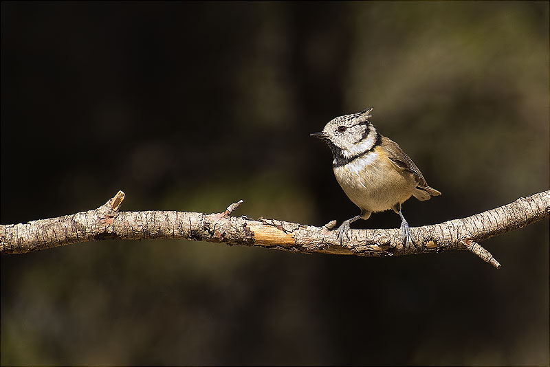 Mallerenga emplomallada (Parus cristatus)