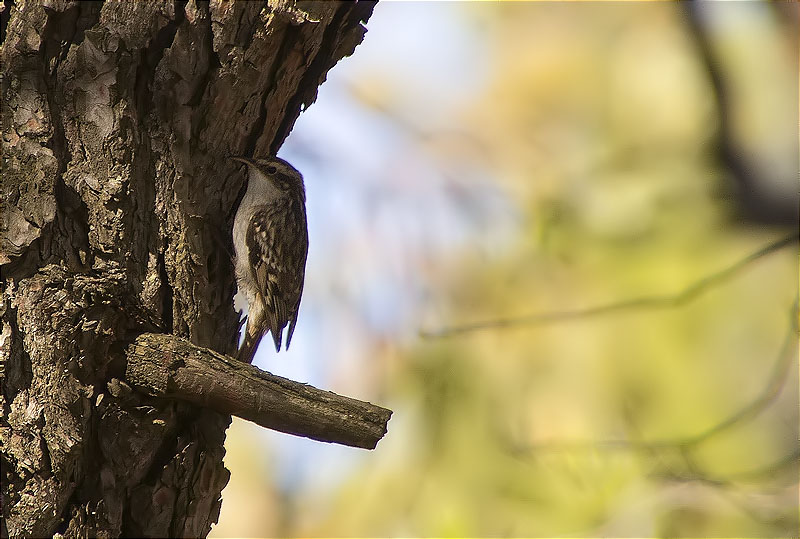 Raspinell comú (Certhia brachydactyla)