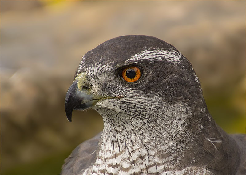 Astor (Accipiter gentilis)