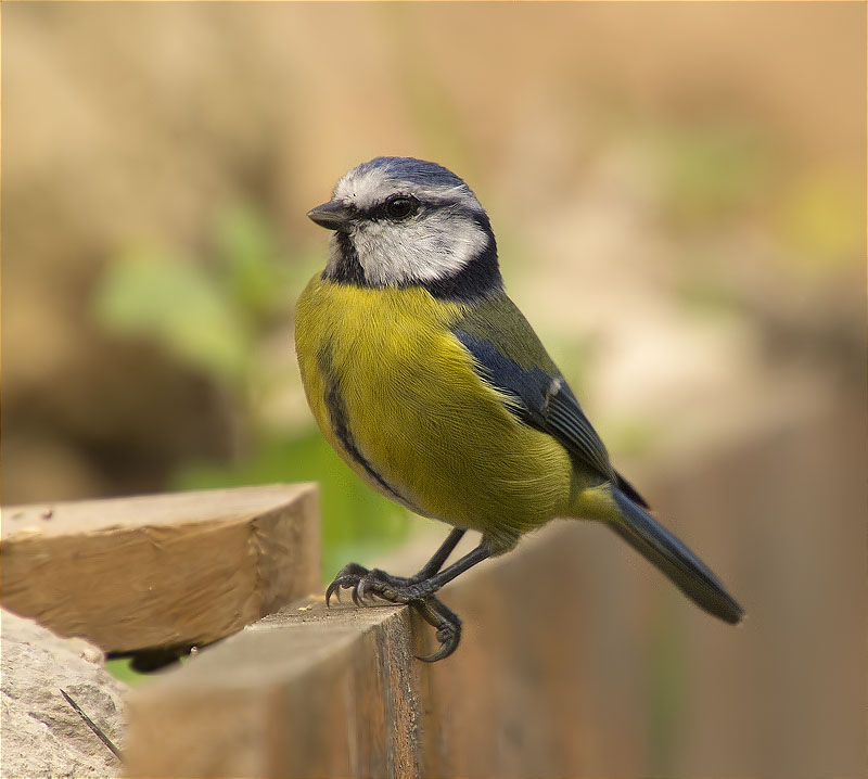 Mallerenga blava (Cyanistes caeruleus)