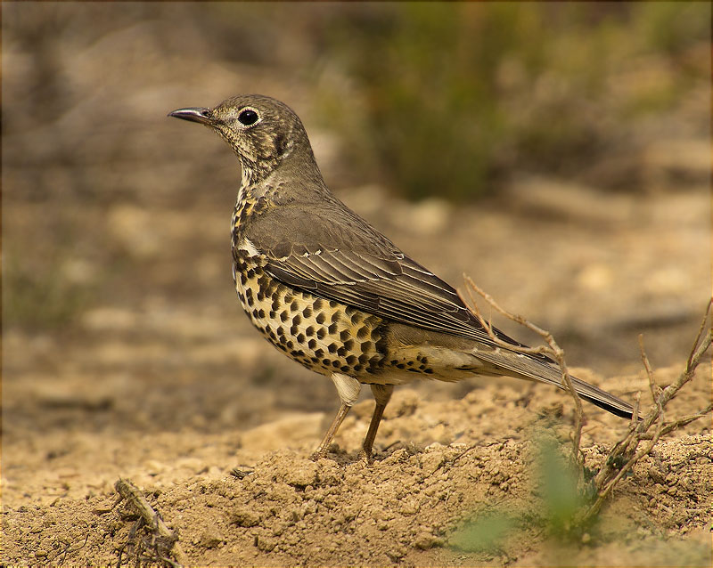 Griva (Turdus viscivorus)