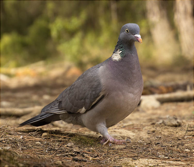 Tudó (Columba palumbus)