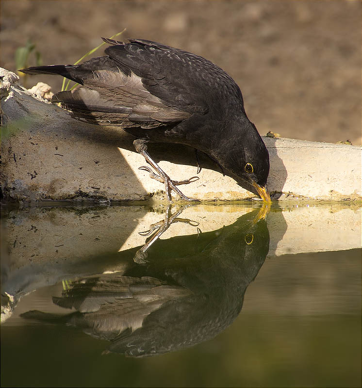 Mascle de Merla (Turdus merula)