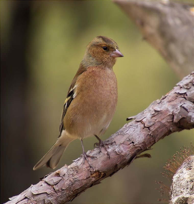 Mascle de Pinsà comú (Fringilla coelebs)