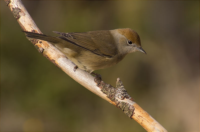 Femella de Tallarol de casquet (Sylvia atricapilla) [Editar] [Eliminar]