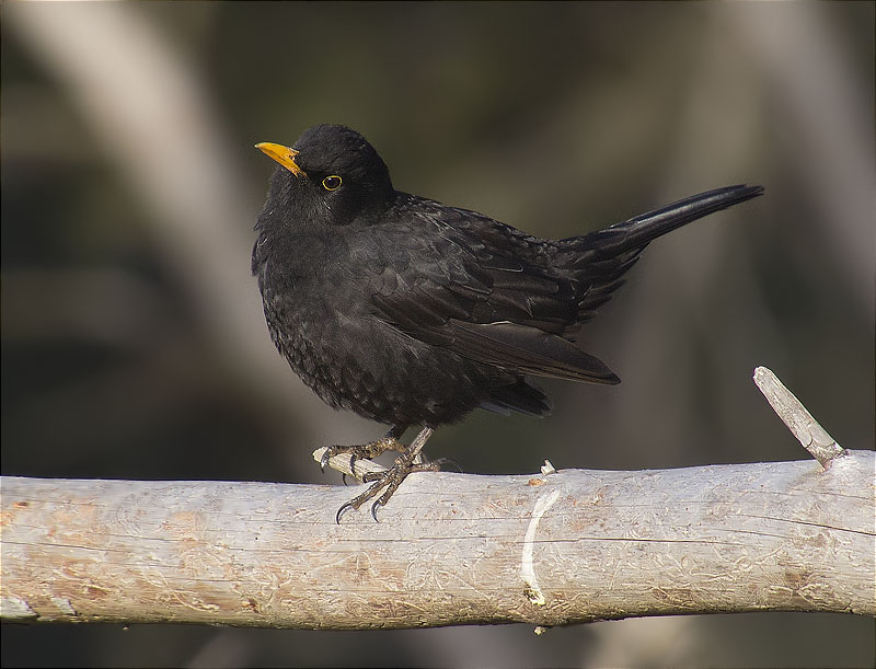 Mascle de Merla (Turdus merula)