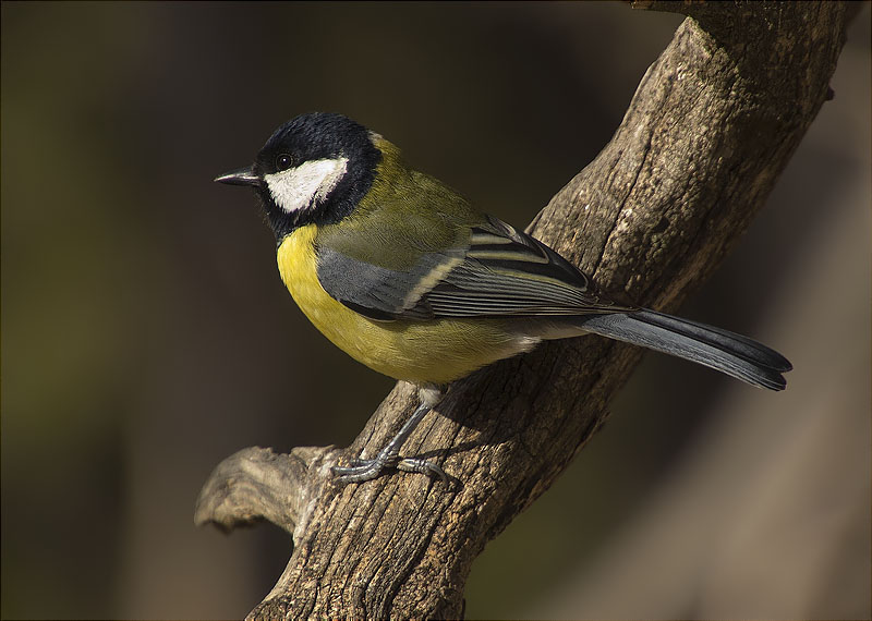 Mallerenga carbonera (Parus major)