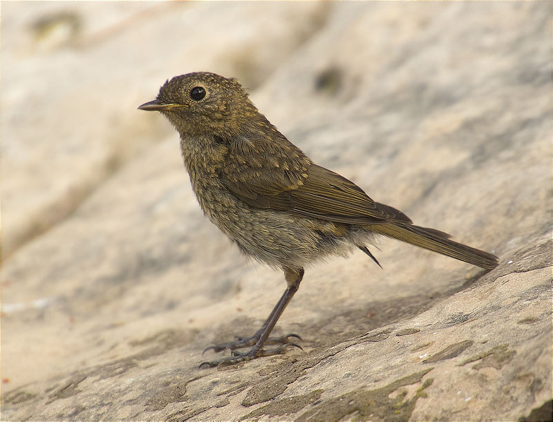 Jove de Pit roig (Erithacus rubecola)