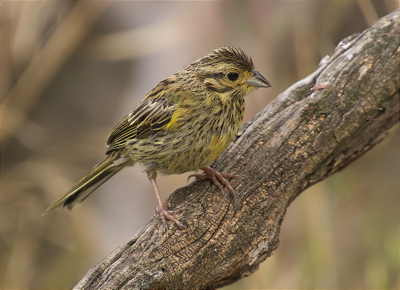 Jove de Gratapalles (Emberiza cirlus)