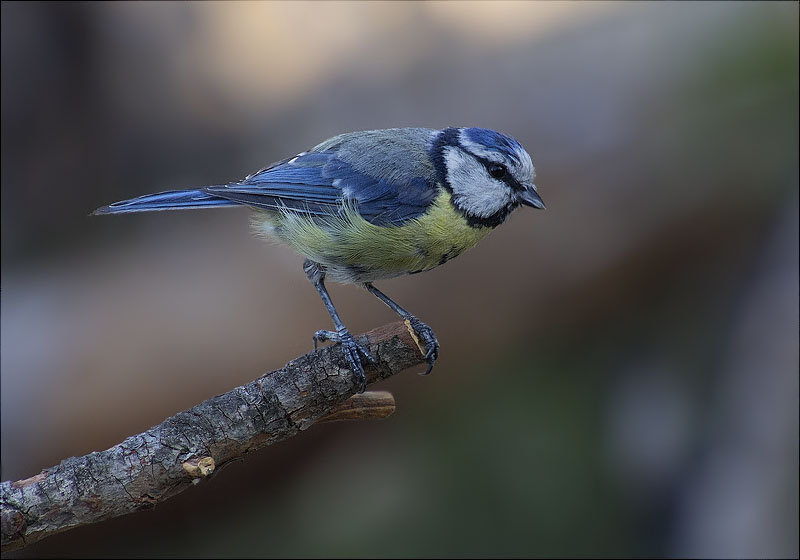 Mallerenga blava (Parus caeruleus)