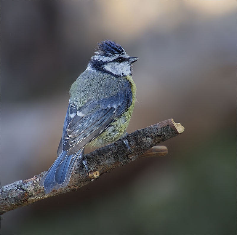 Mallerenga blava (Parus caeruleus)