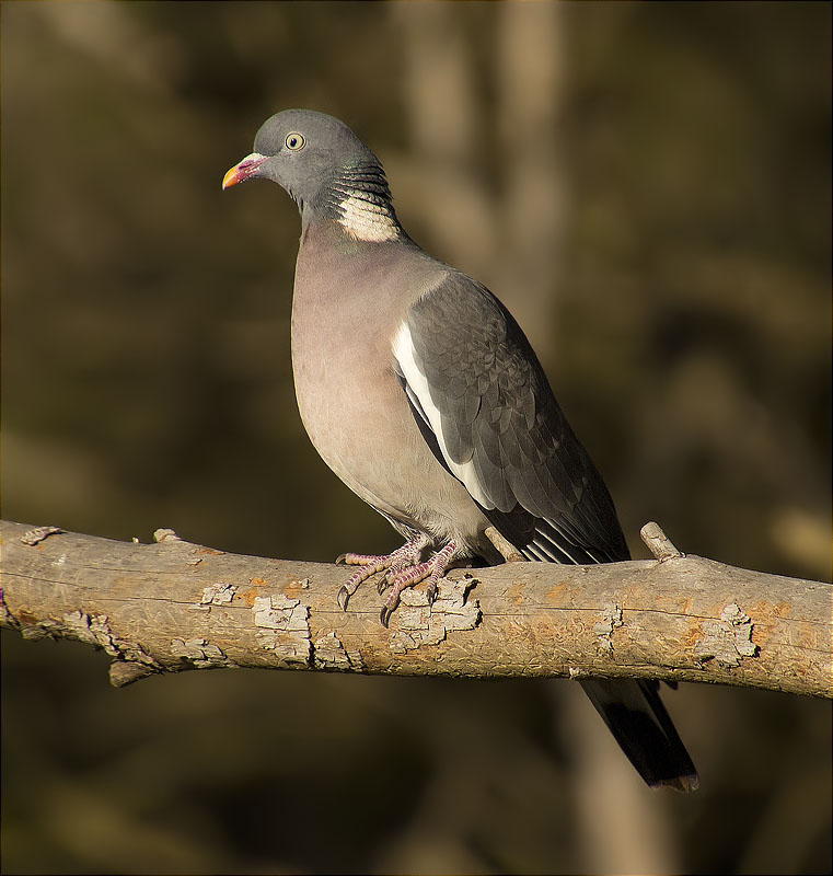 Tudó (Columba palumbus)