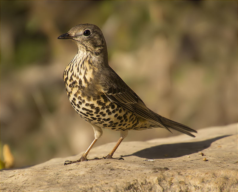 Griva (Turdus viscivorus)