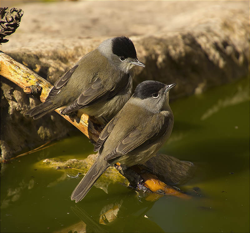 Mascles de Tallarol de casquet (Sylvia atricapilla)