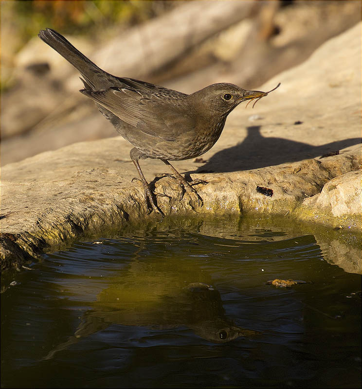 Femella de Merla (Turdus merula)