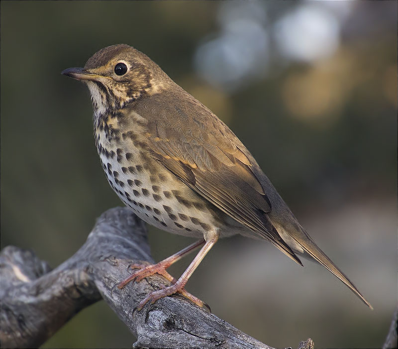 Tord comú (Turdus philomelos)