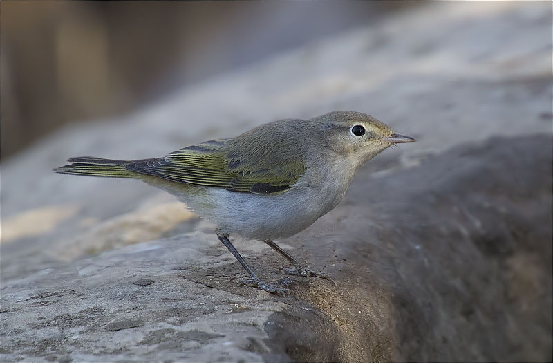 Mosquiter pàl·lid (Phylloscopus bonelli)