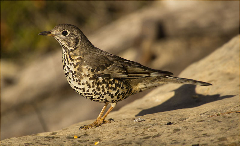 Griva (Turdus viscivorus)