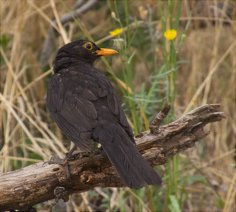 Mascle de Merla (Turdus merula)