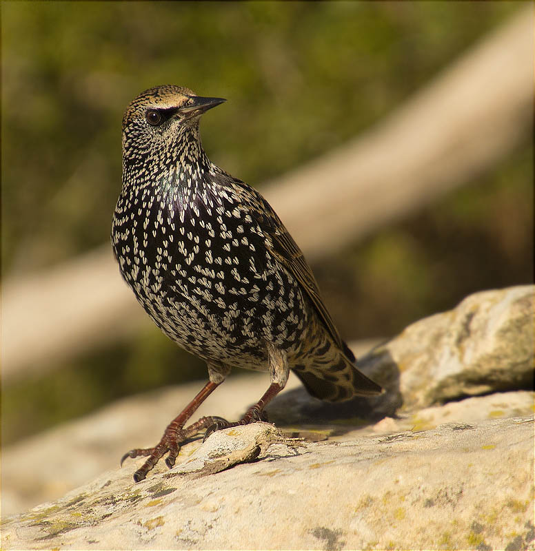 Estornell vulgar (Sturnus vulgaris)