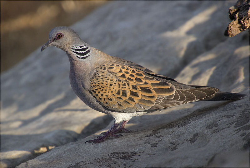 Tórtora (Streptopelia turtur)