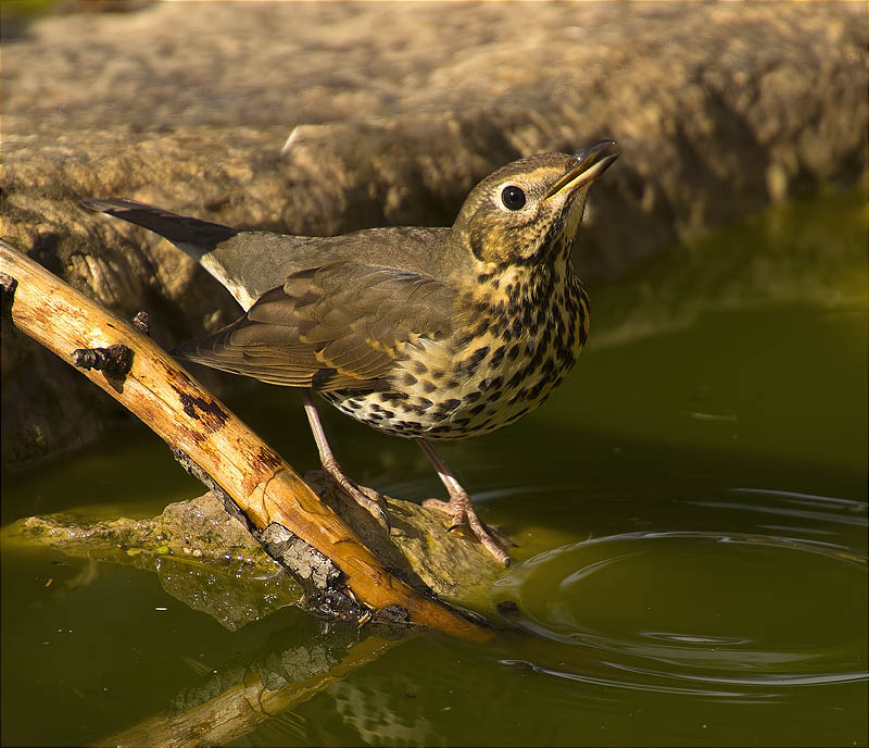 Tord comú (Turdus philomelos)