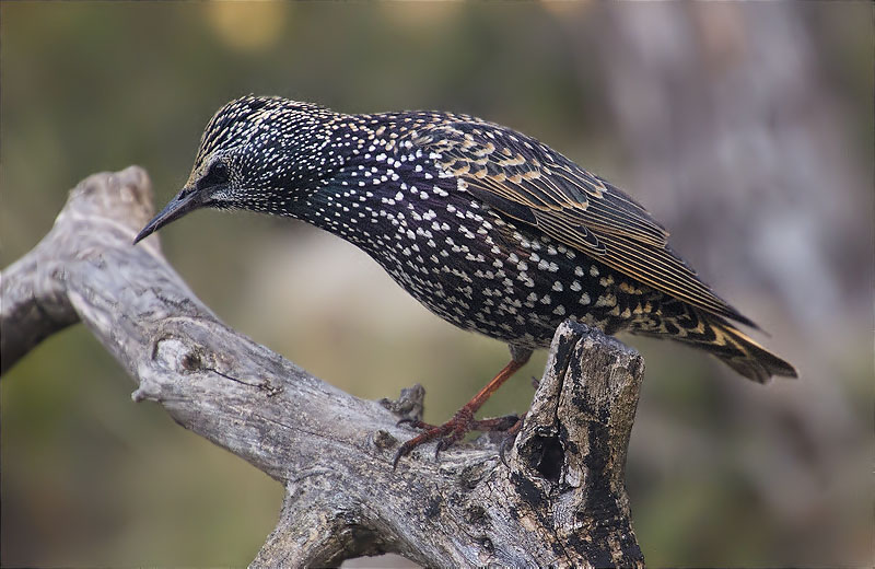 Estornell vulgar (Sturnus vulgaris)