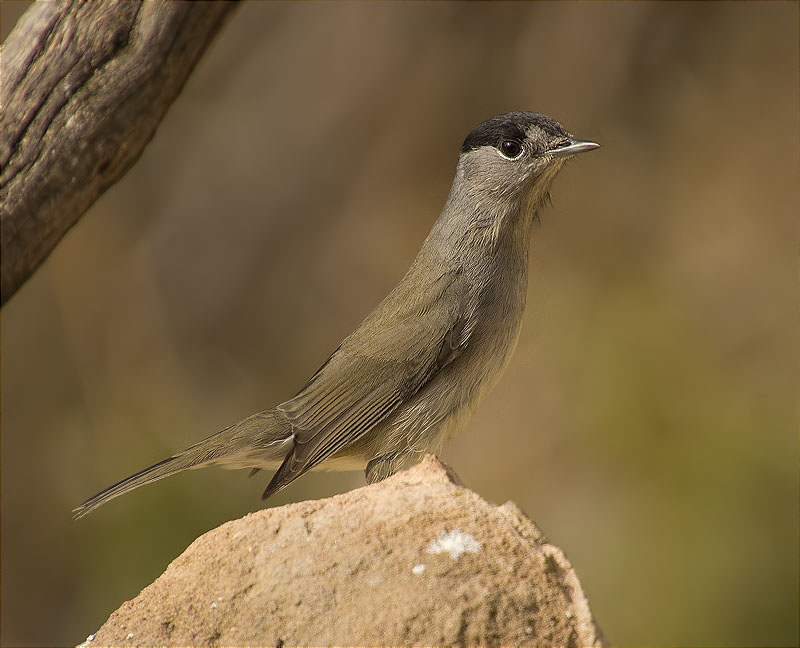 Mascle de Tallarol de casquet (Sylvia atricapilla)