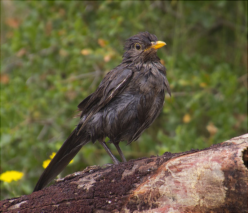 Mascle de Merla (Turdus merula)