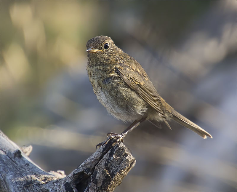 Jove de Pit roig (Erithacus rubecola)