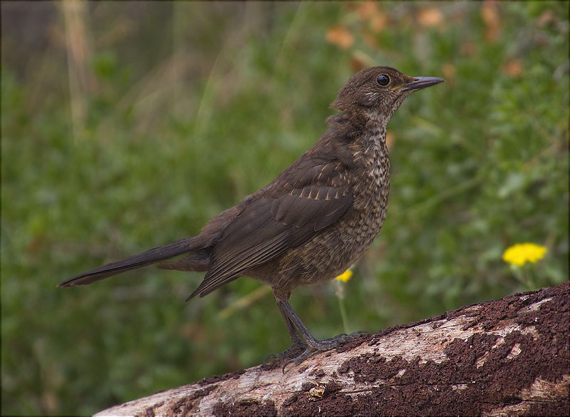 Jove de Merla (Turdus merula)