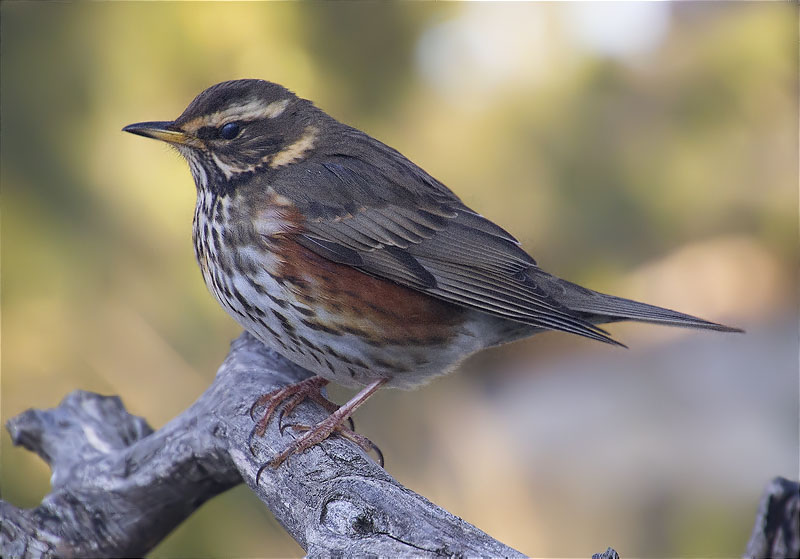 Tord ala-roig (Turdus iliacus)