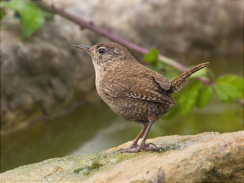 Cargolet (Troglodytes troglodytes)