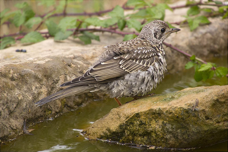 Griva (Turdus viscivorus)