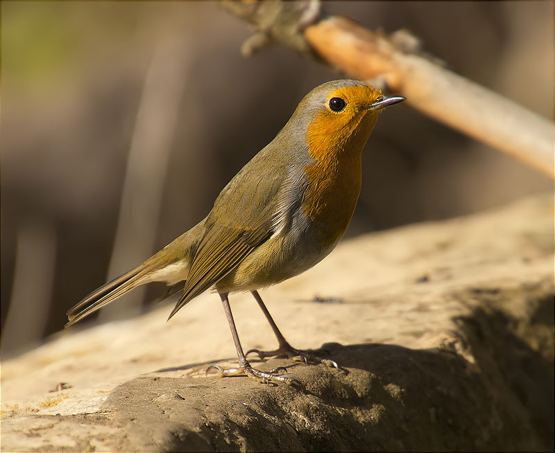 Pit roig (Erithacus rubecola)