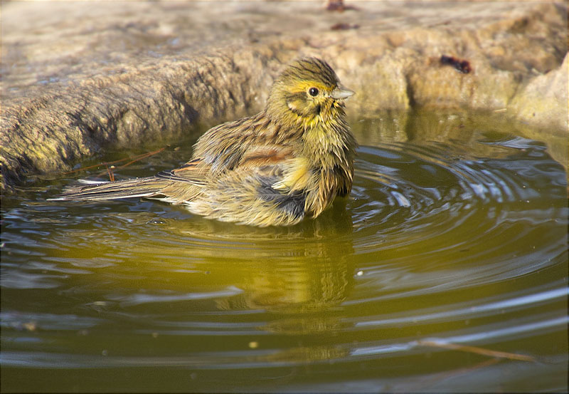 Femella de Gratapalles (Emberiza cirlus)