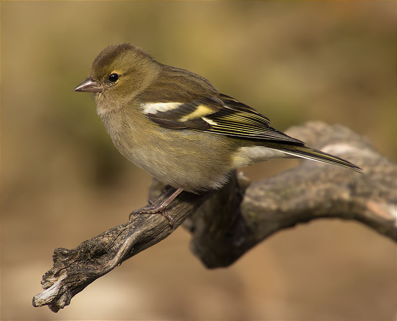 Femella de Pinsà comú (Fringilla coelebs)