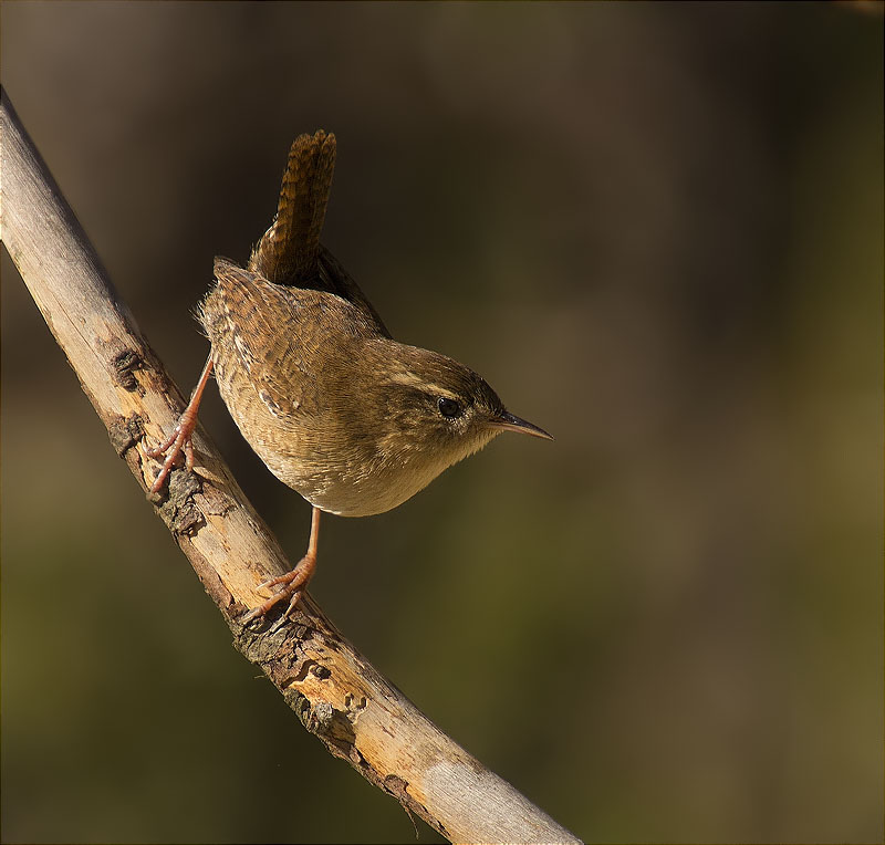 Cargolet (Troglodytes troglodytes)