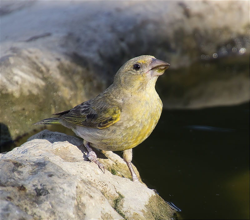 Femella de Verdum (Carduelis chloris)