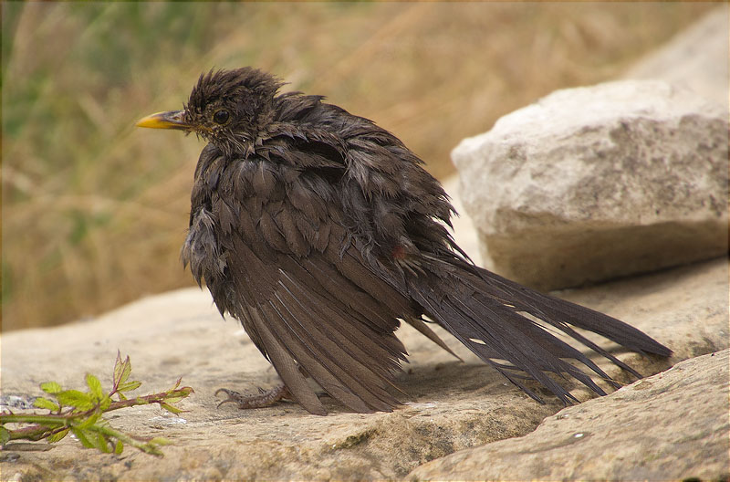 Jove de Merla (Turdus merula)