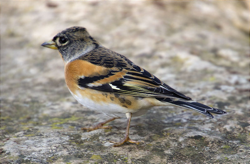 Pinsà mec (Fringilla montifringilla)