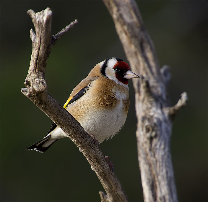 Cadernera (Carduelis carduelis